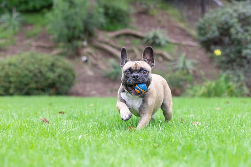 Chuckit! Dog Ultra Squeaker Dog Ball, Small (2 Inch), Pack of 1, For Small Breeds - Image 5
